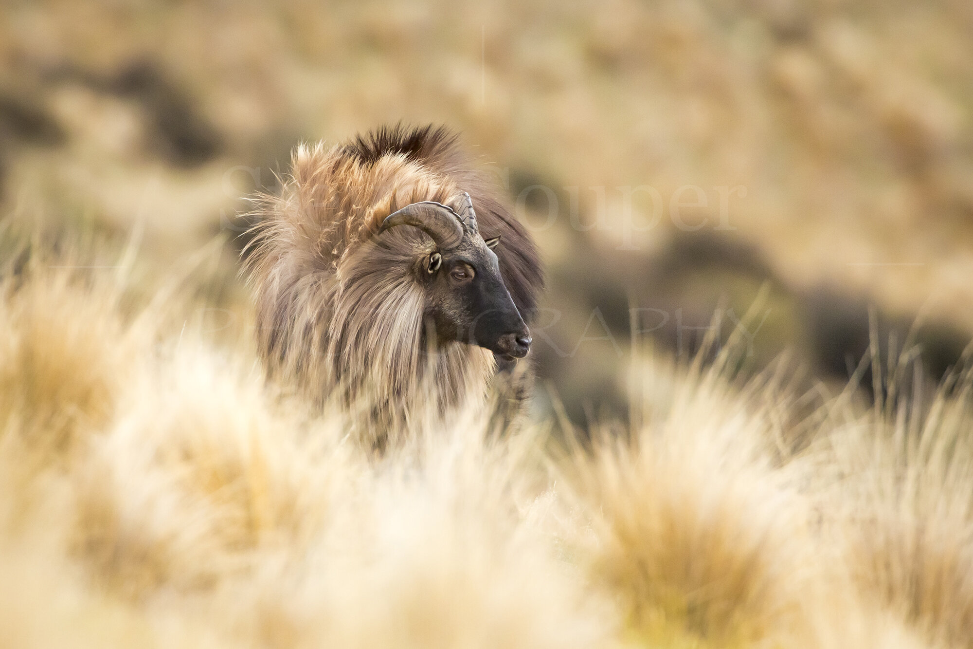 Bull on Display_2000_W.jpg