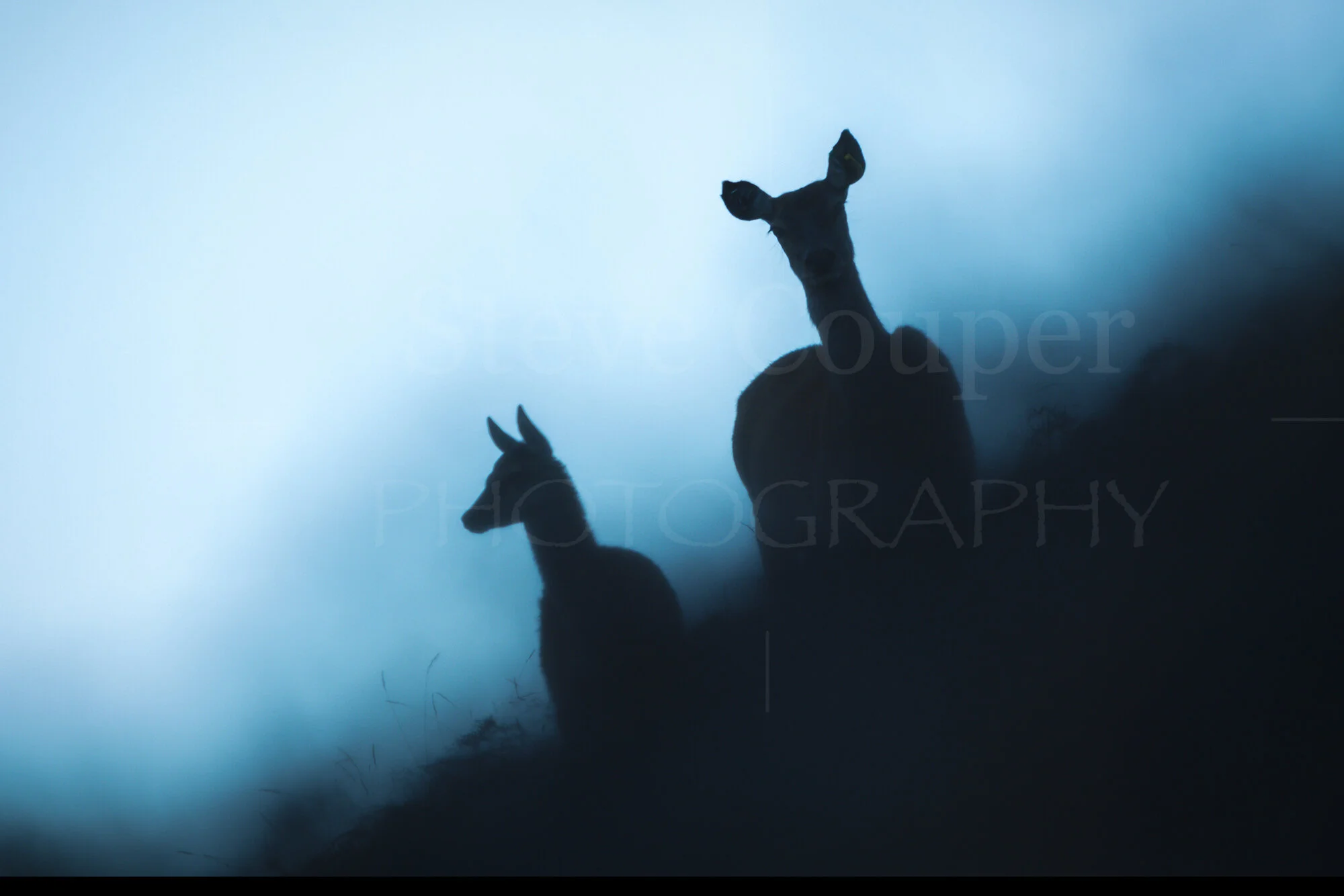 Hind and Fawn_2000_W.jpg