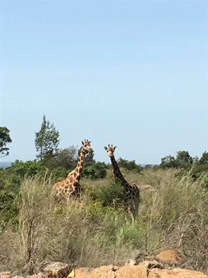 Giraffes, just 50 feet away!