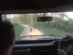 We were slightly delayed by traffic while driving to Lake Nakuru Lodge.