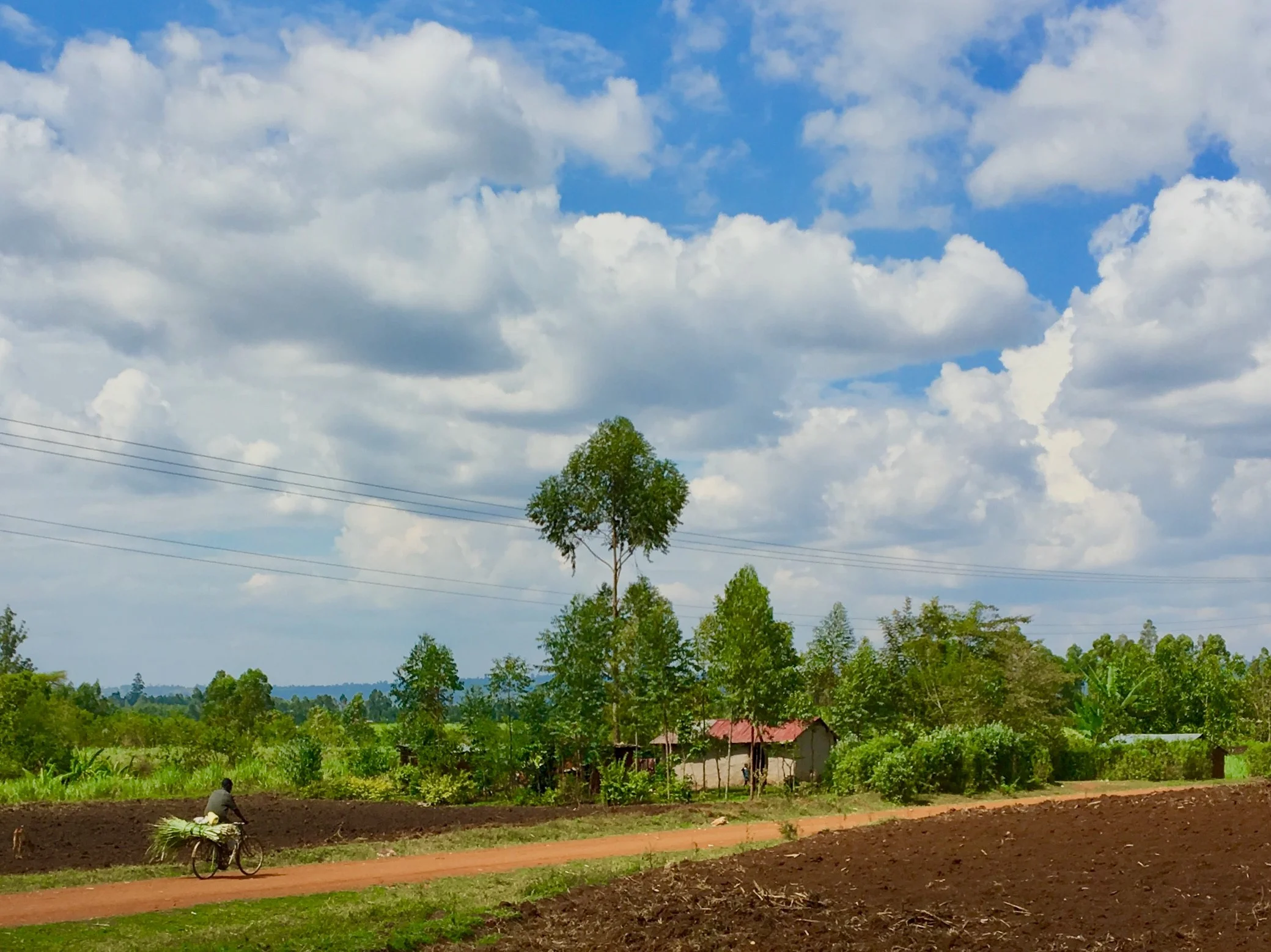 The sugar cane fields of Bungoma County