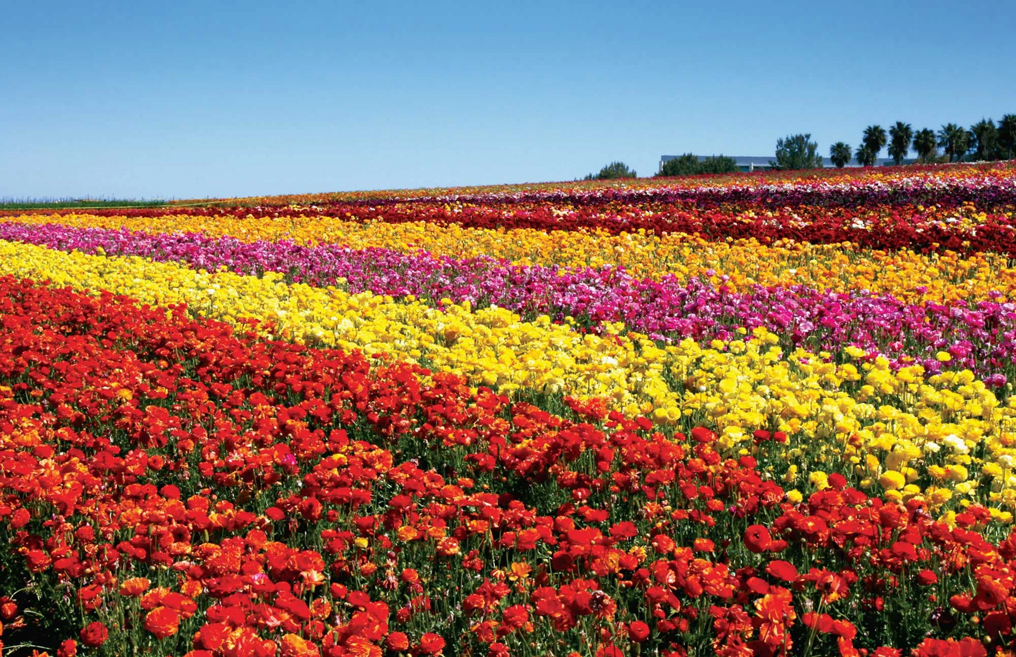 flower.fields.bg_.jpg