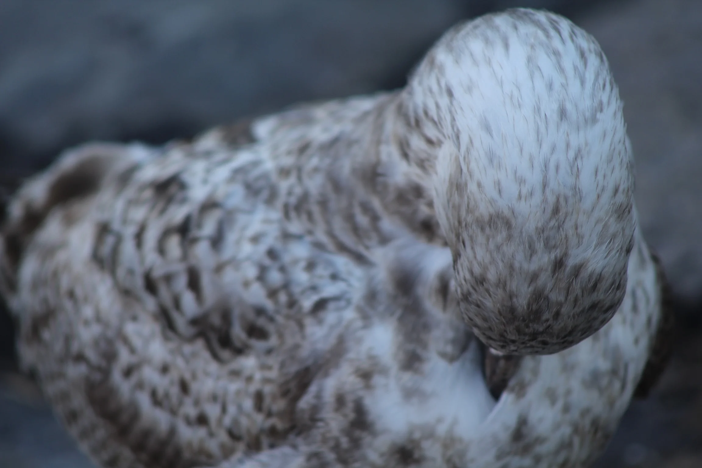 Warnemünde, Germany, 2011