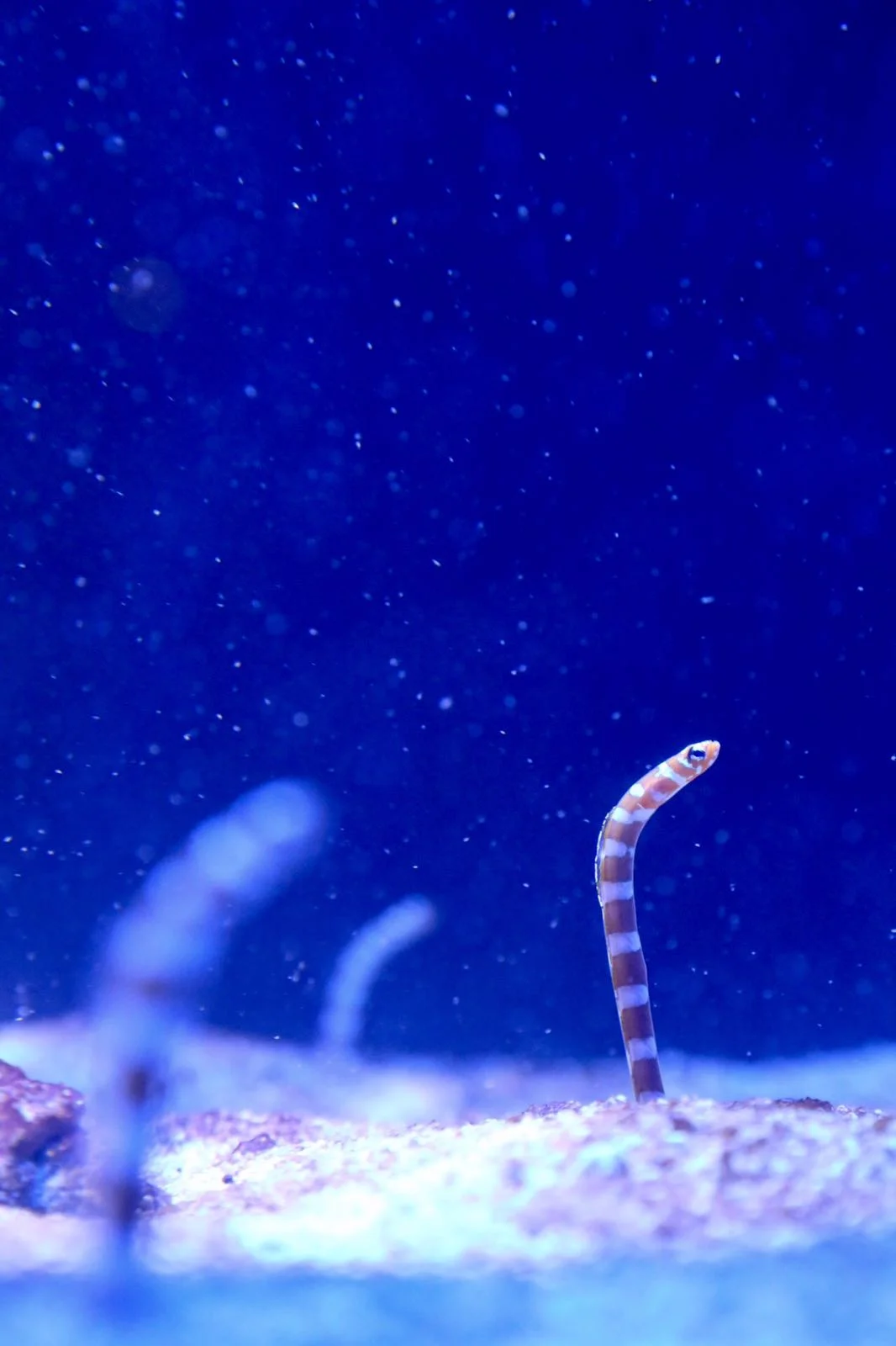 Weymouth, England, 2017