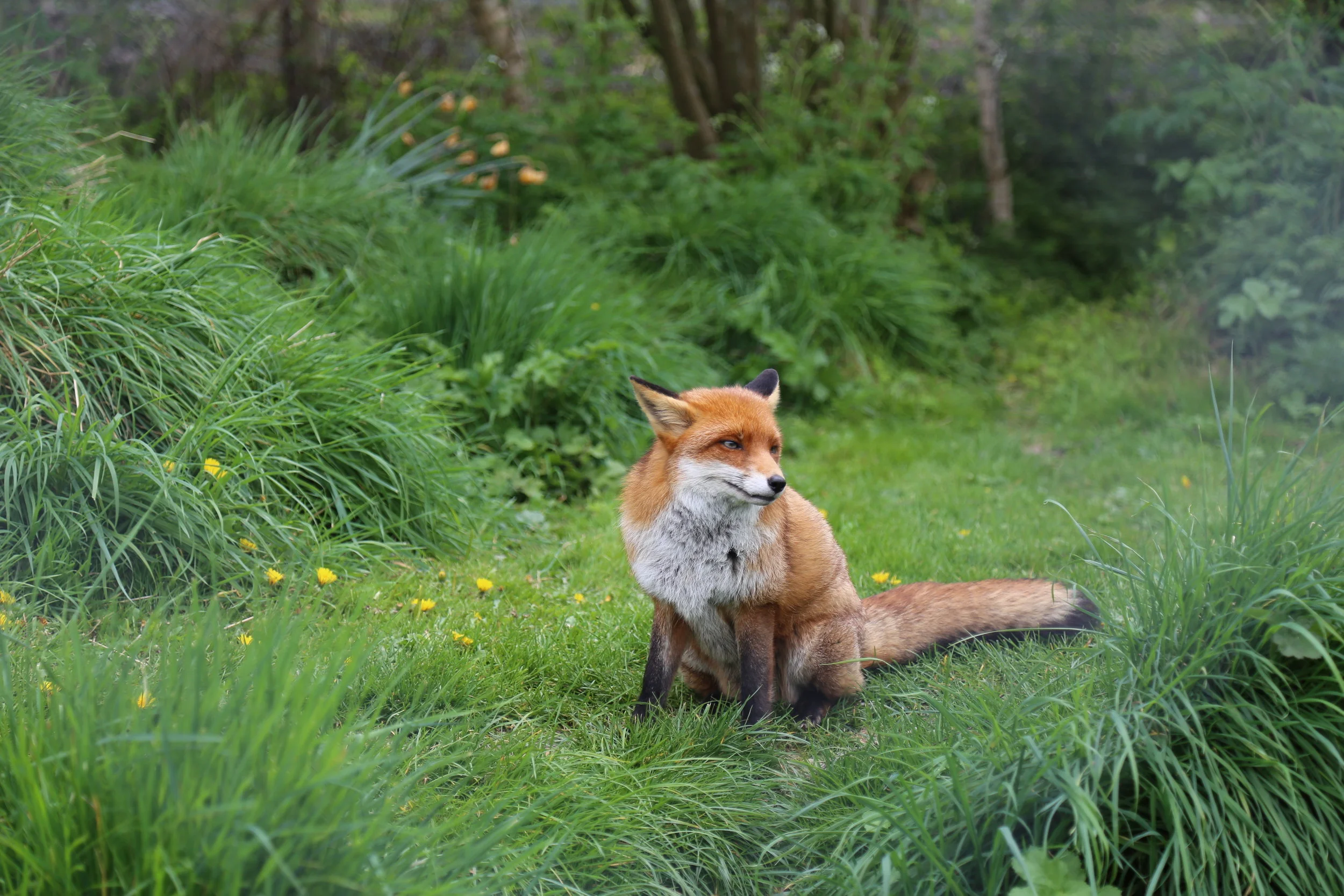 British Wildlife Centre, England, 2017