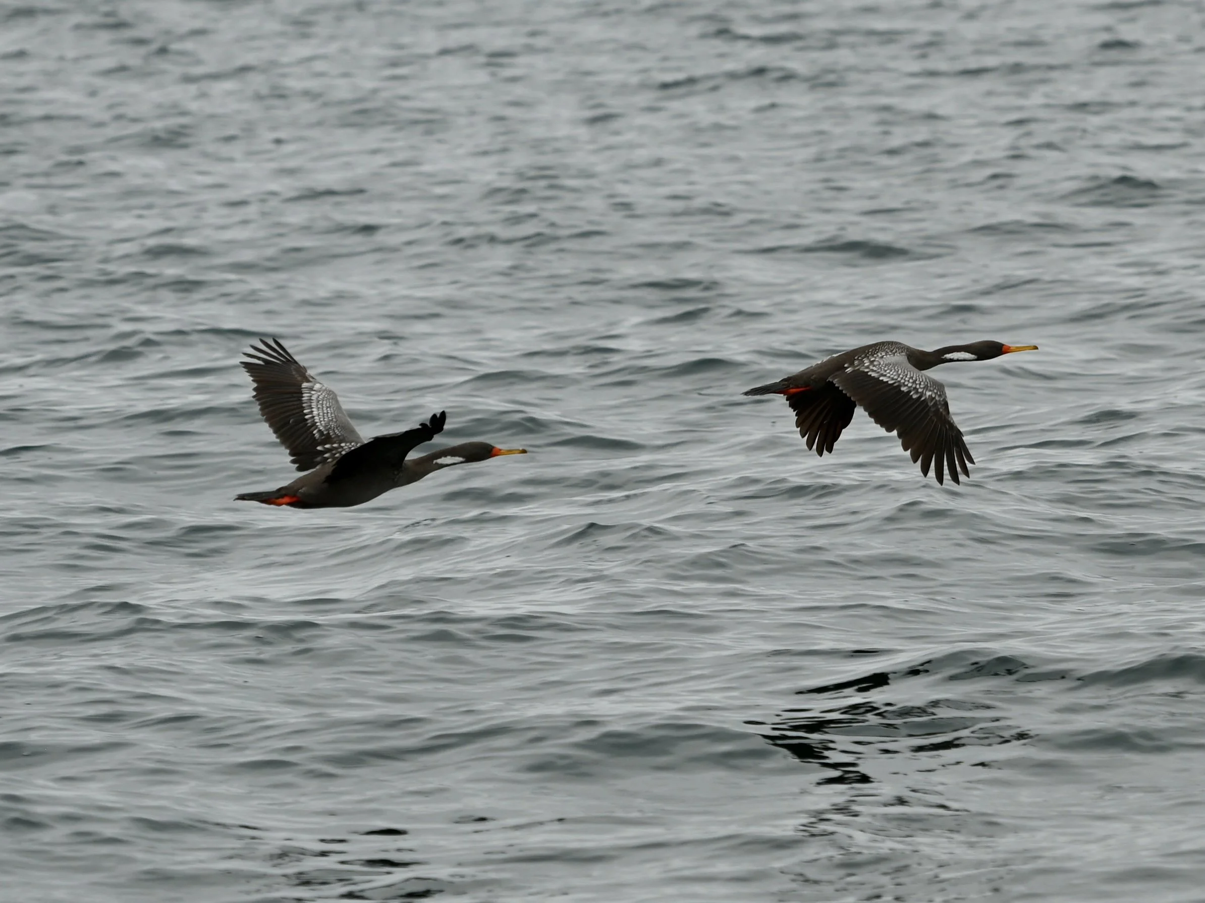 DSC_6225.jpeg