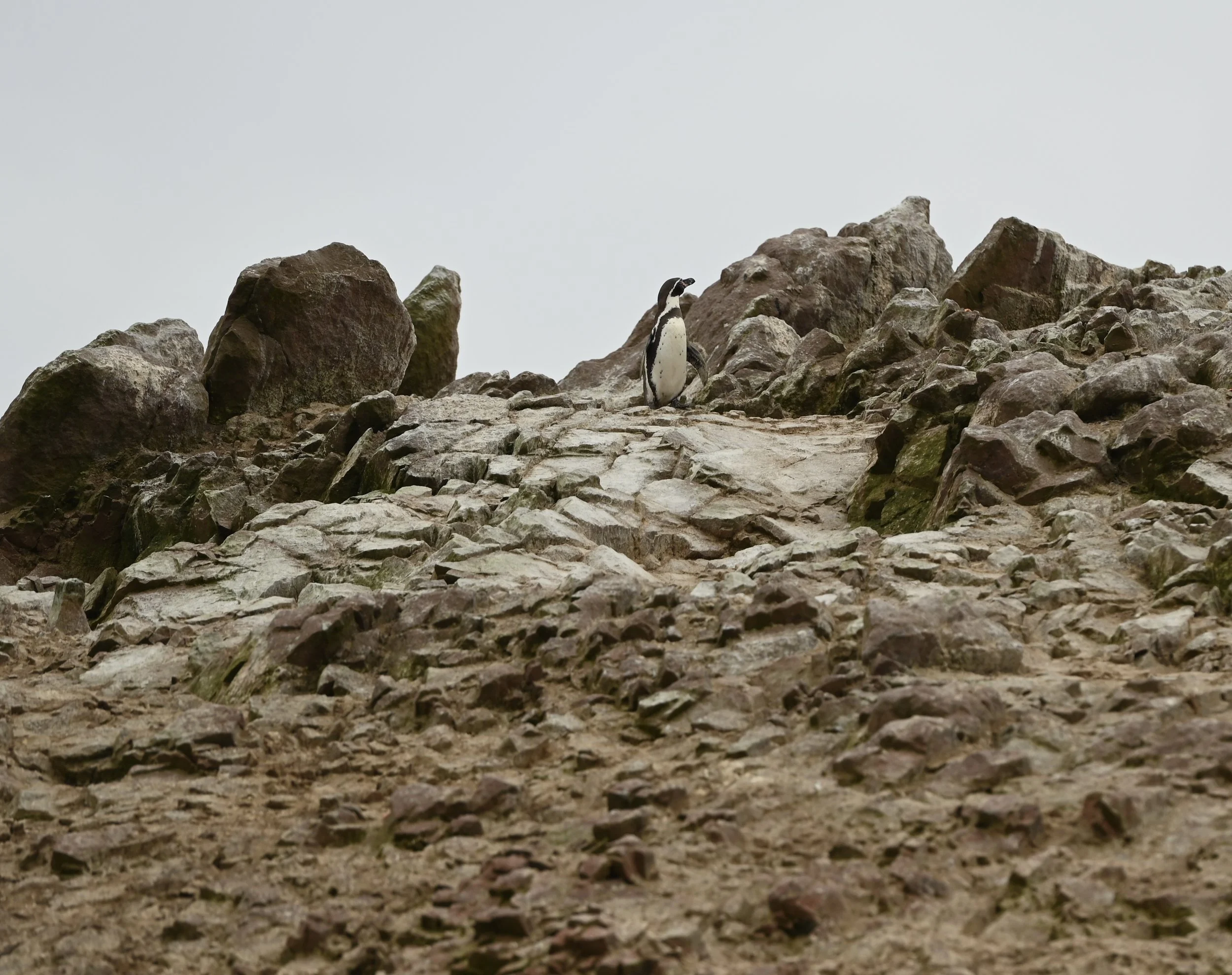 DSC_6268.jpeg