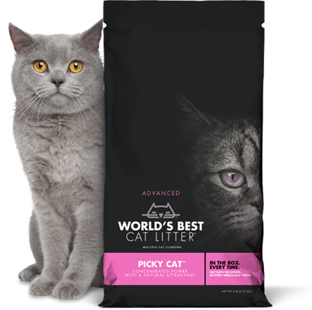 world best cat litter