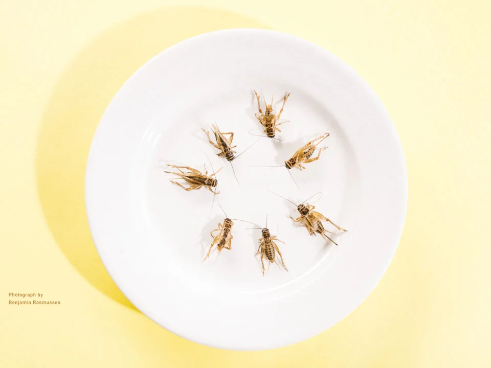 Crickets-Plate_Benjamin_Rasmussen-960x720+copy(1).jpg