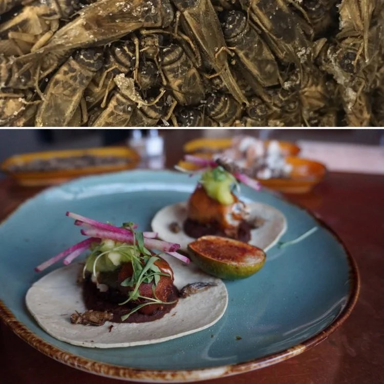 FrozCrickets_Dish-1024x1024.jpg