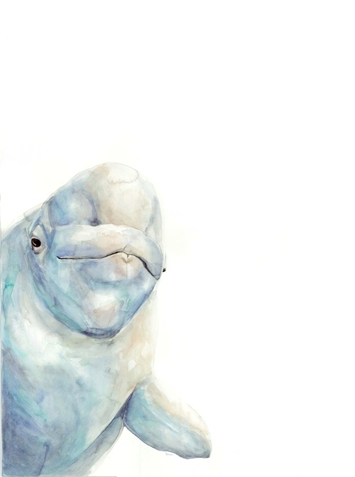 Baby Beluga | Ampersand Mother