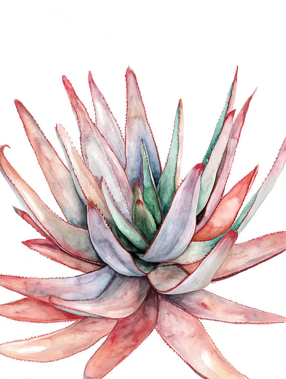 Aloe Capitata | Ampersand Mother