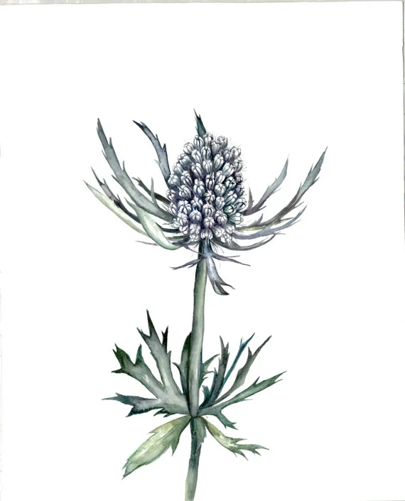 Blue Thistle | Ampersand Mother
