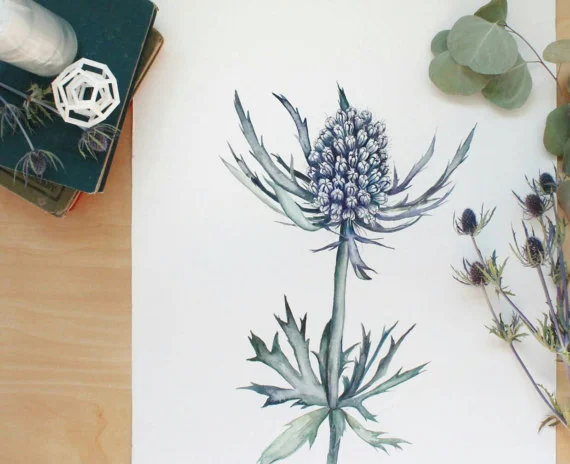 Blue Thistle | Ampersand Mother