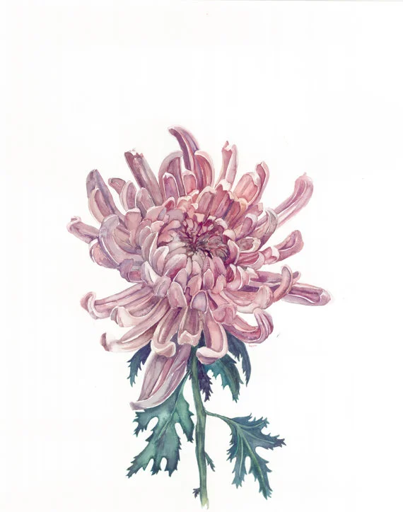 Chrysanthemum Print | Ampersand Mother