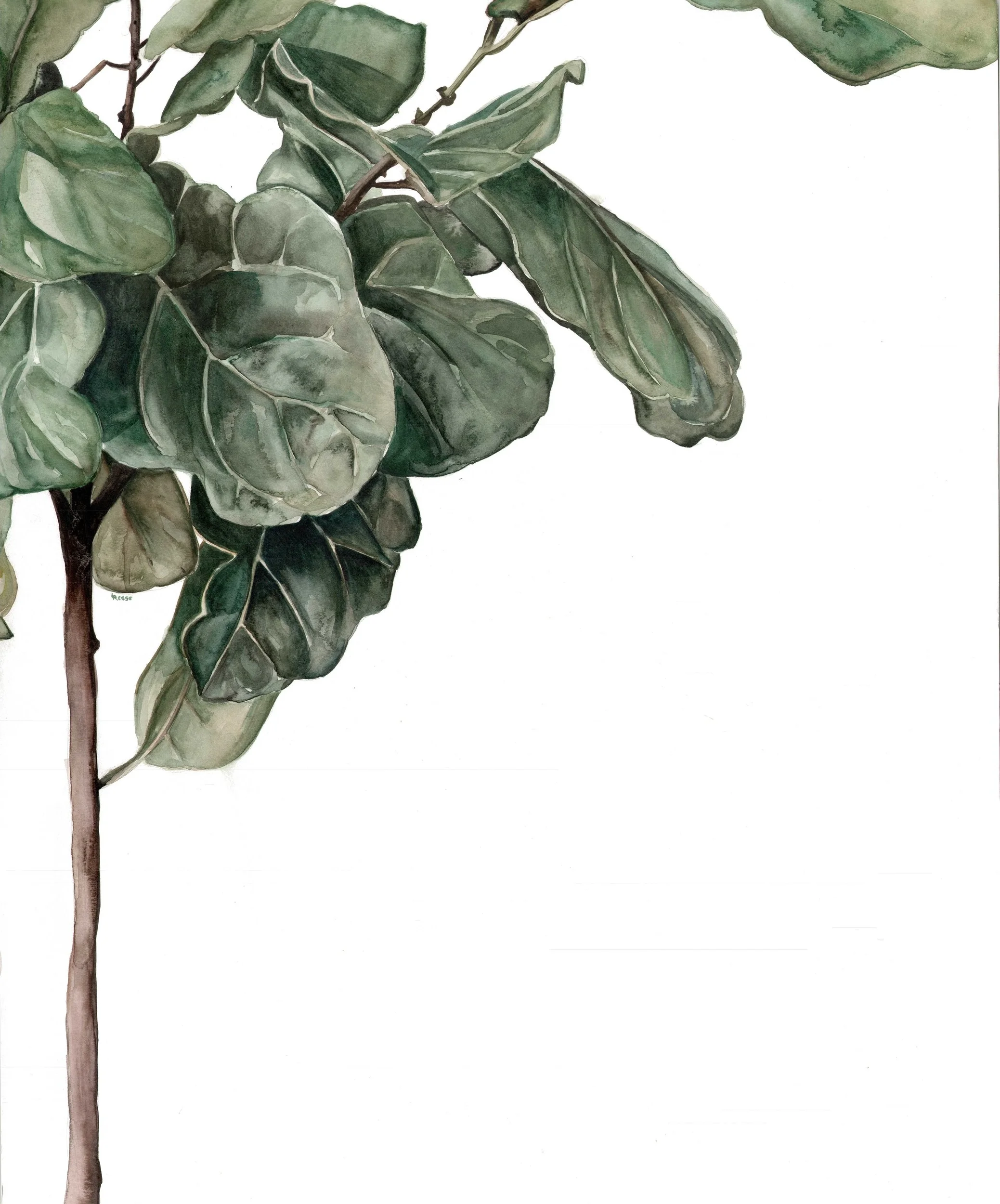 Fiddle Leaf Print | Ampersand Mother
