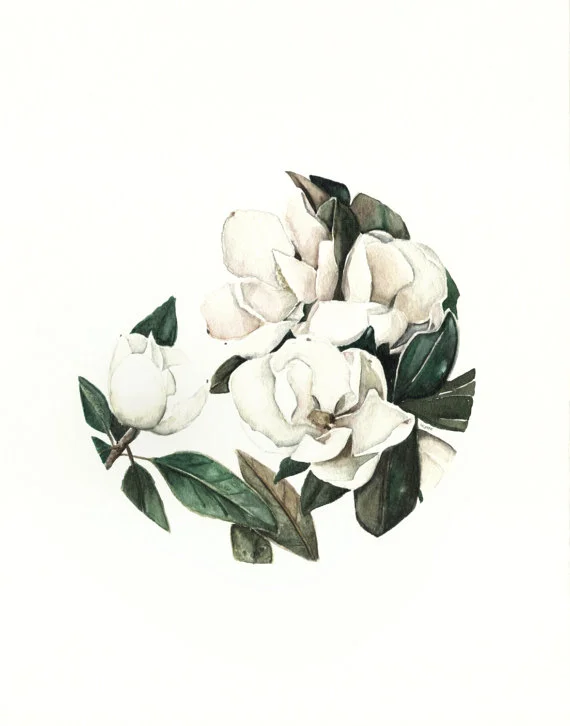 Magnolia Blossoms Print | Ampersand Mother