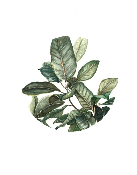 Magnolia Leaf Print | Ampersand Mother