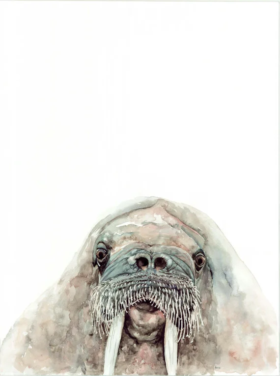 Walrus print | Ampersand Mother