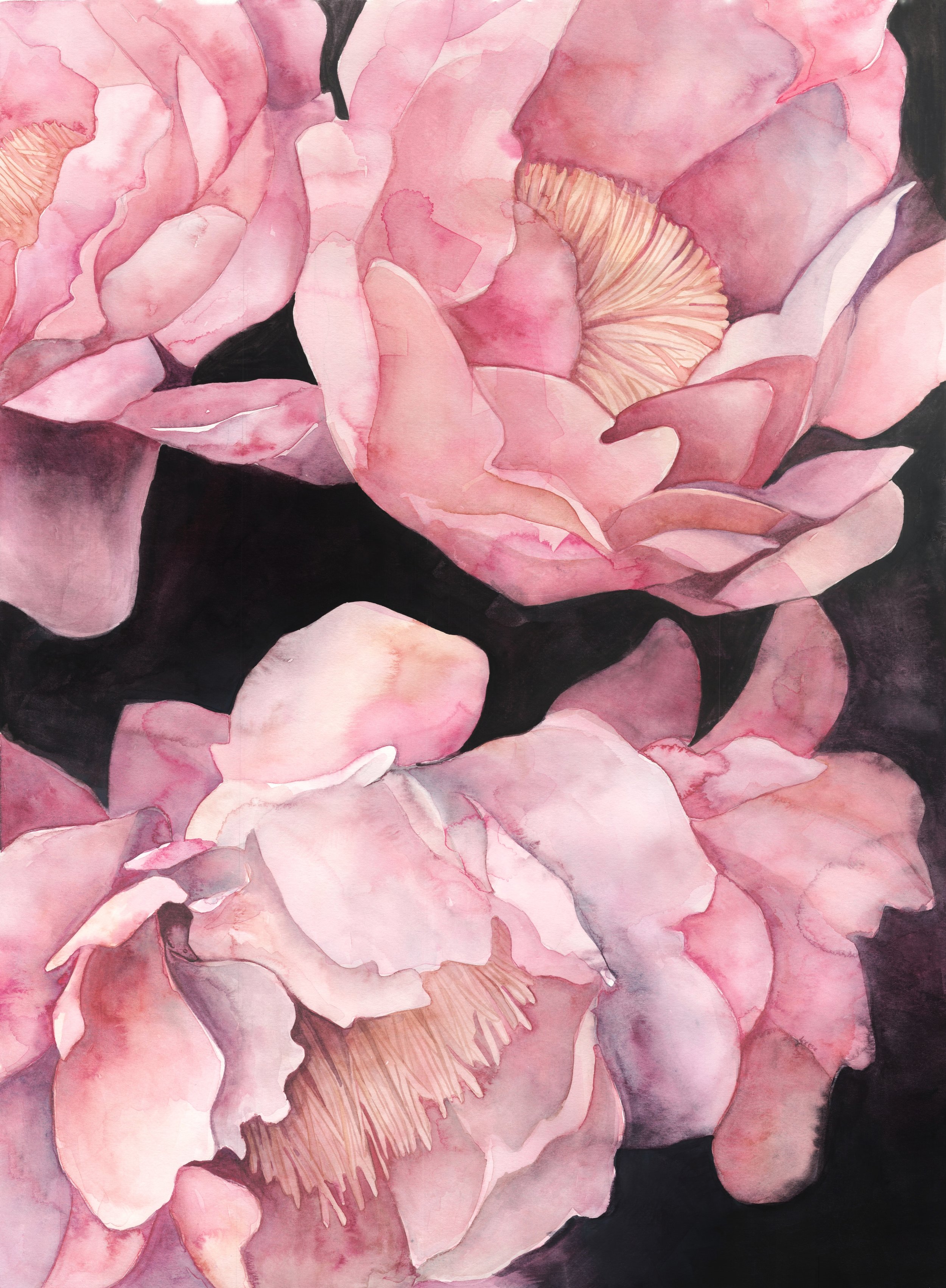 Peony Dark Background Final.jpeg