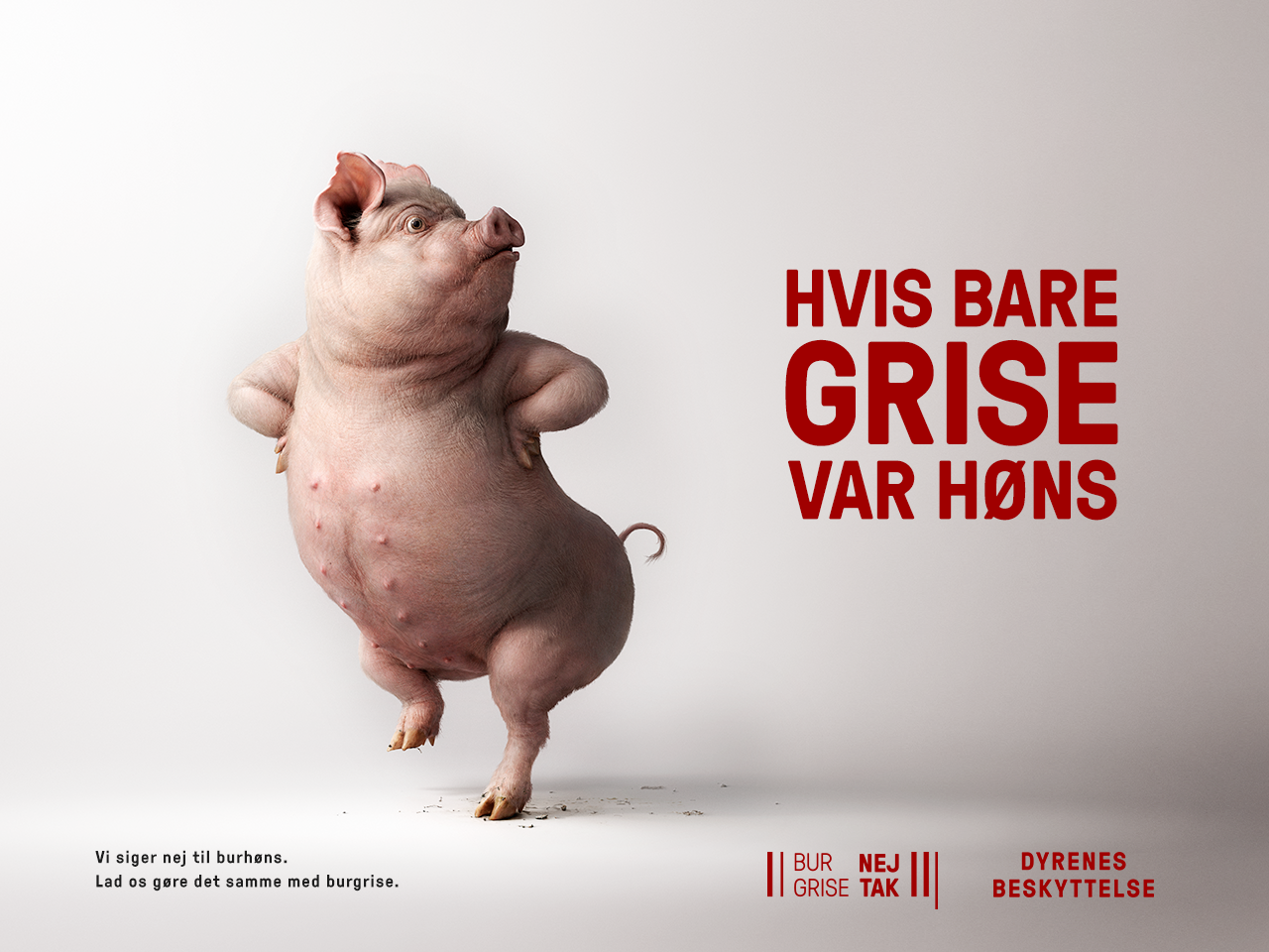 CCA_DyrenesBeskyttelse_1280x960_RGB.png
