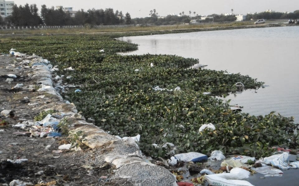  Waste getting mixed with marine vegetation along the lake 