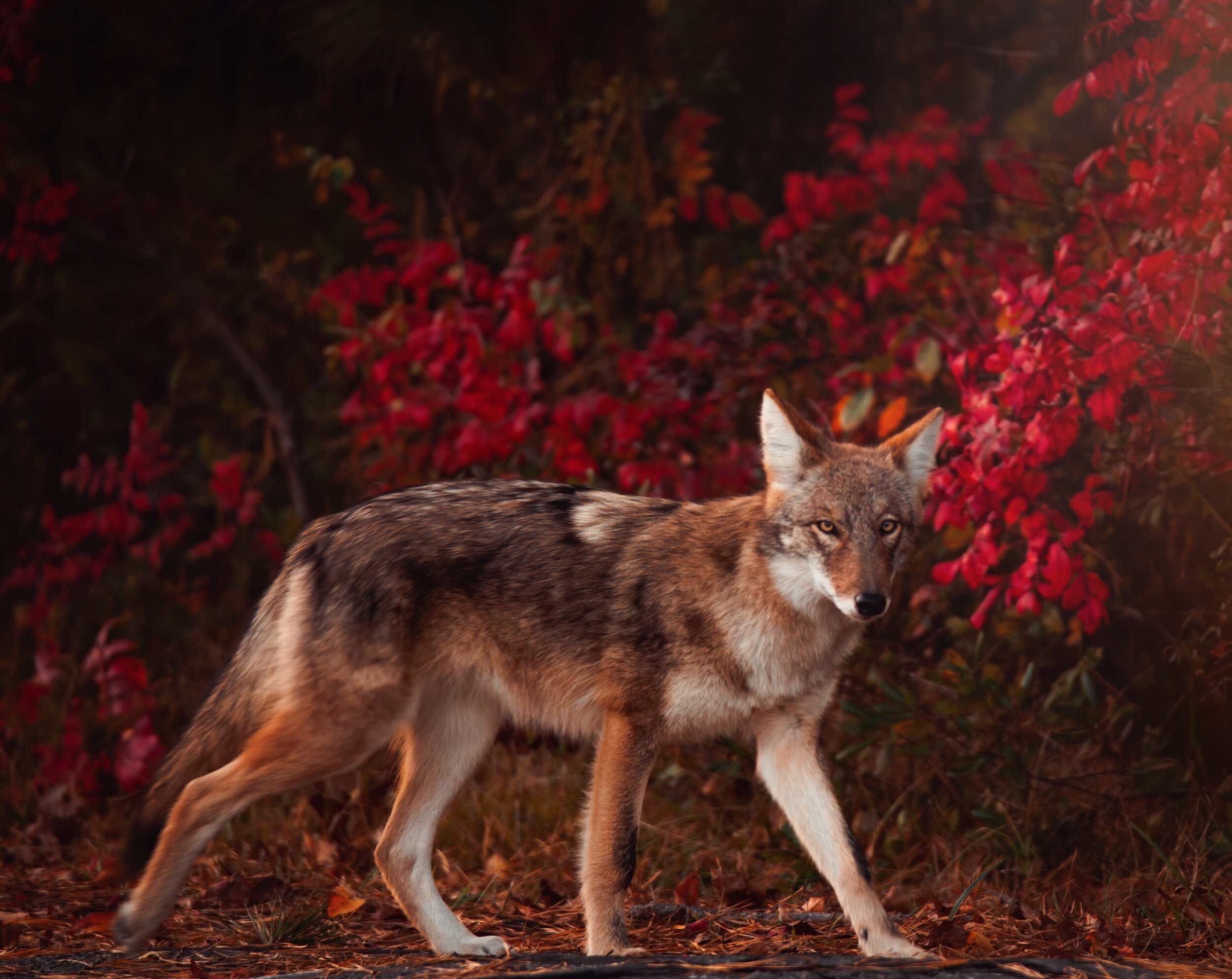 LD-Export copy 4.JPG