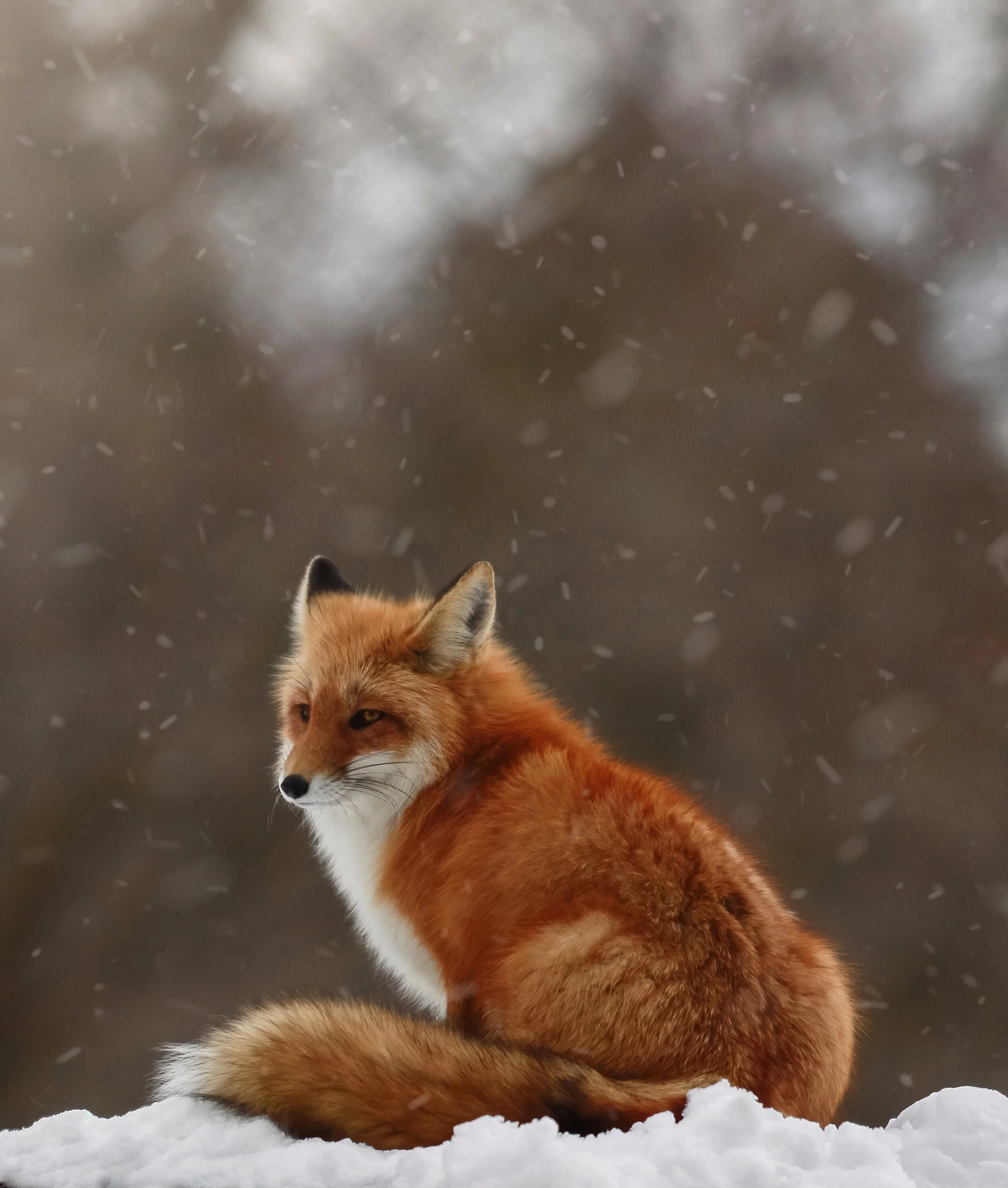 LD-Export copy 2.JPG