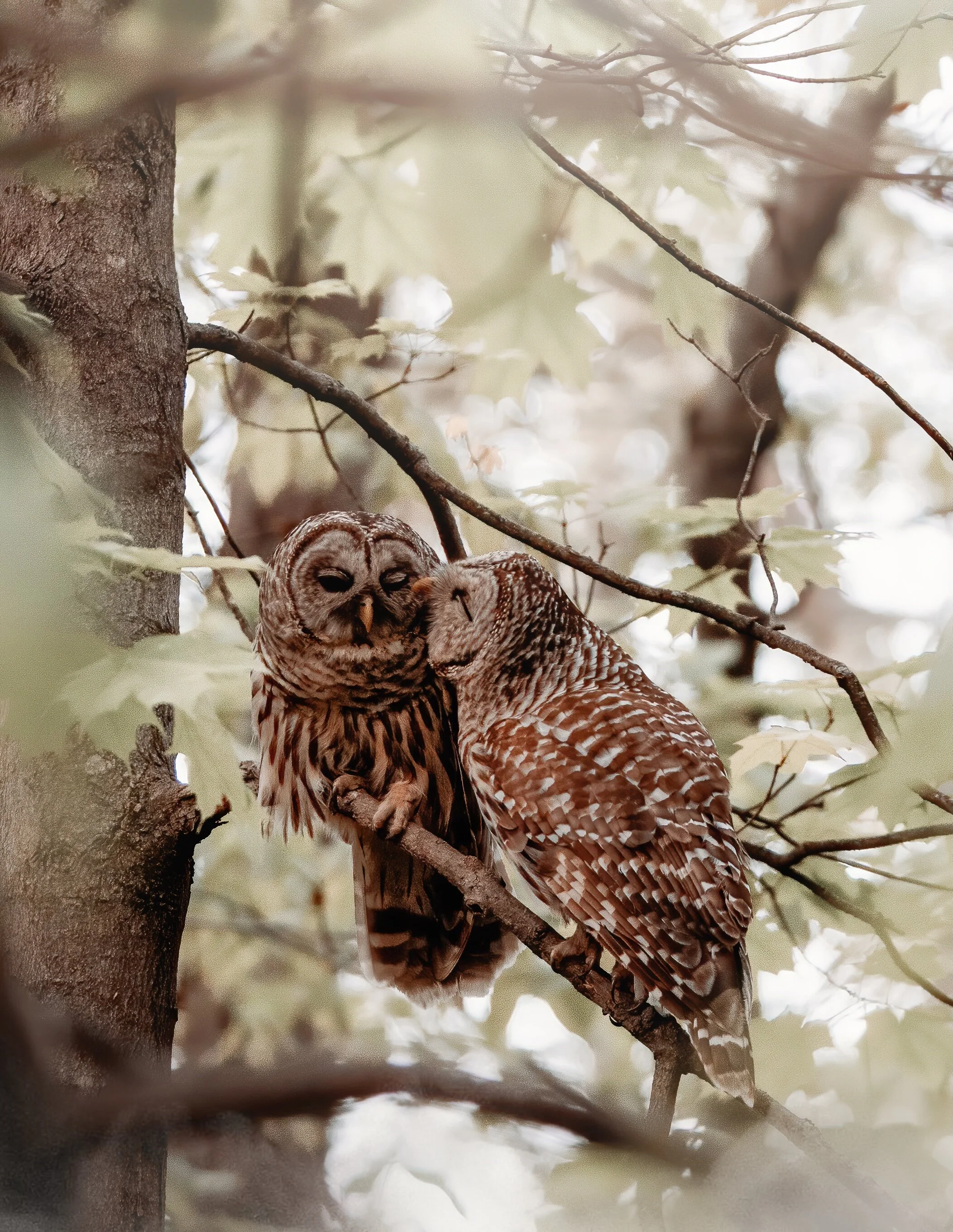 LD-Export copy 6.JPG