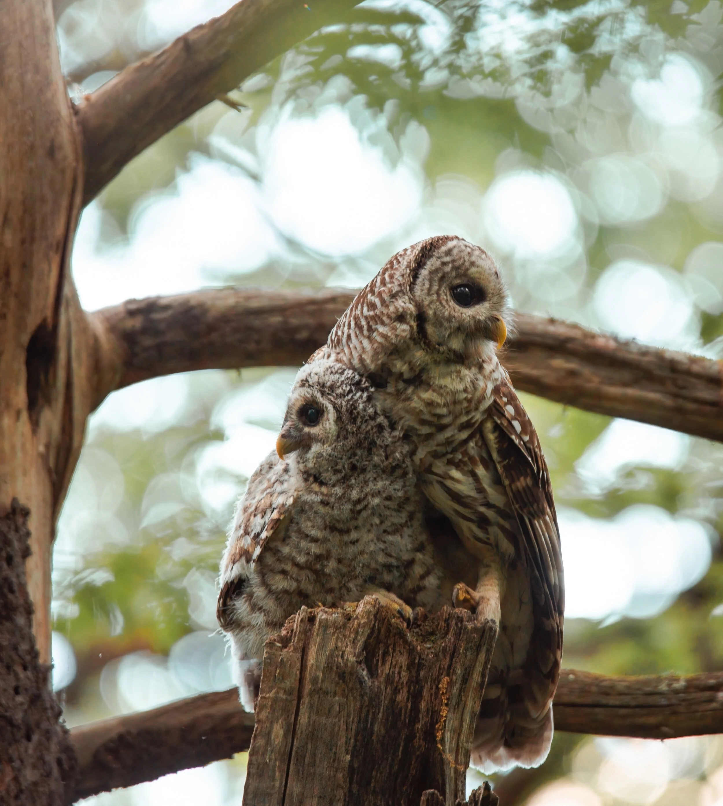 LD-Export 8 copy.JPG