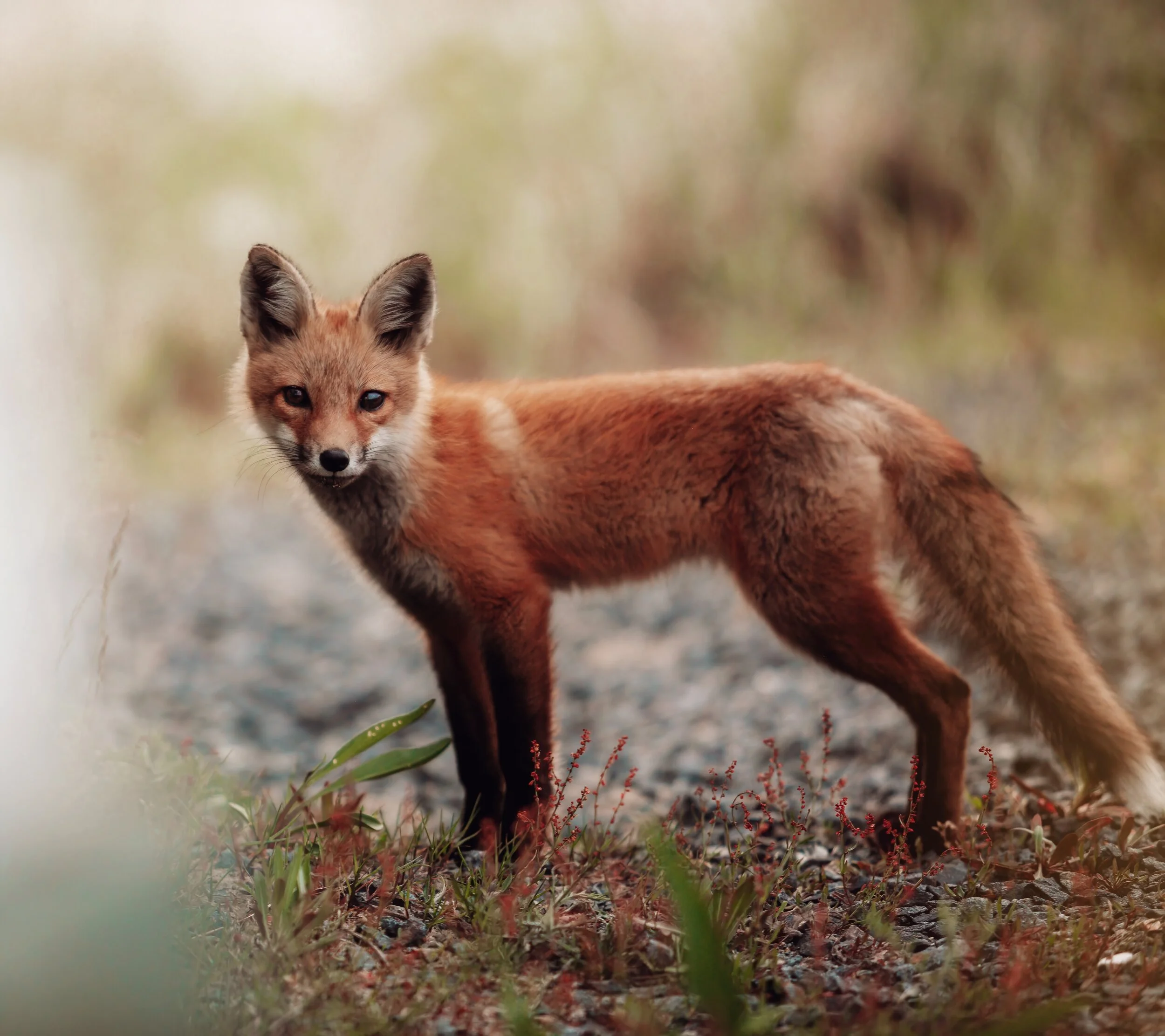 LD-Export 5 copy.JPG