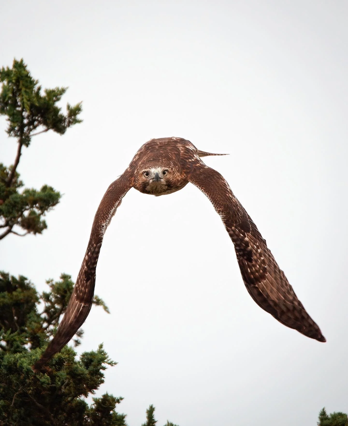 AF024C7F-5818-4B68-85AD-2BB4FB84AD2D copy.JPG