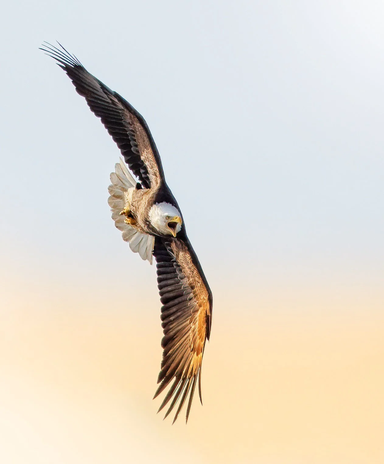 LD-Export 8 copy 4.JPG