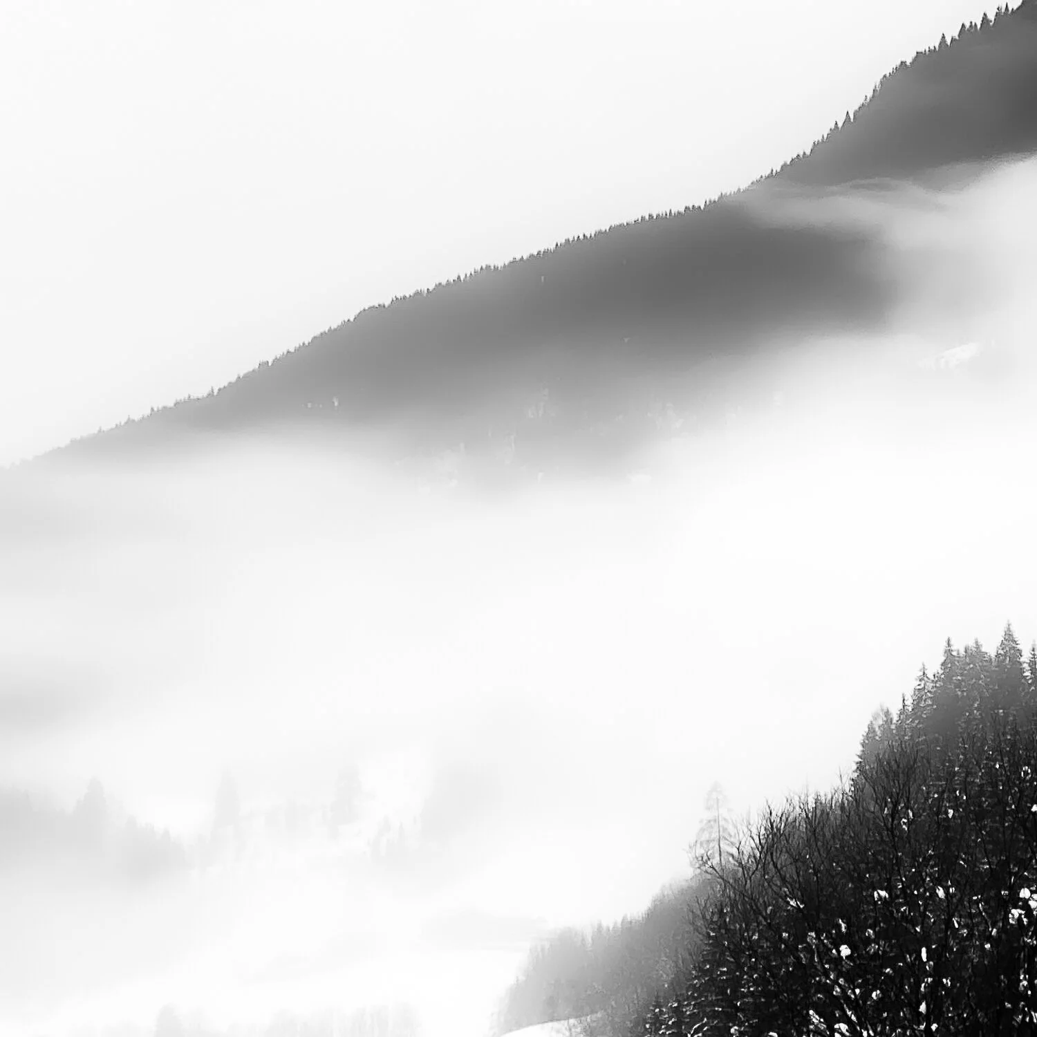 Austria Forest in Fog #2.jpg