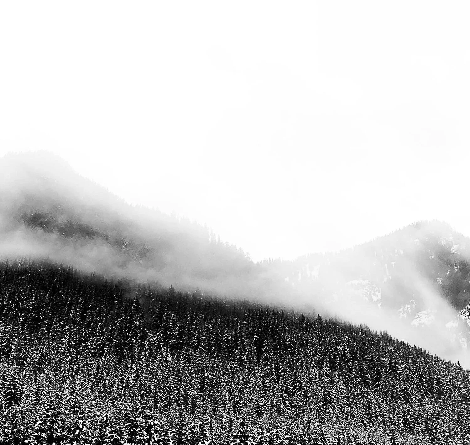 Austria Forest in Fog.jpg