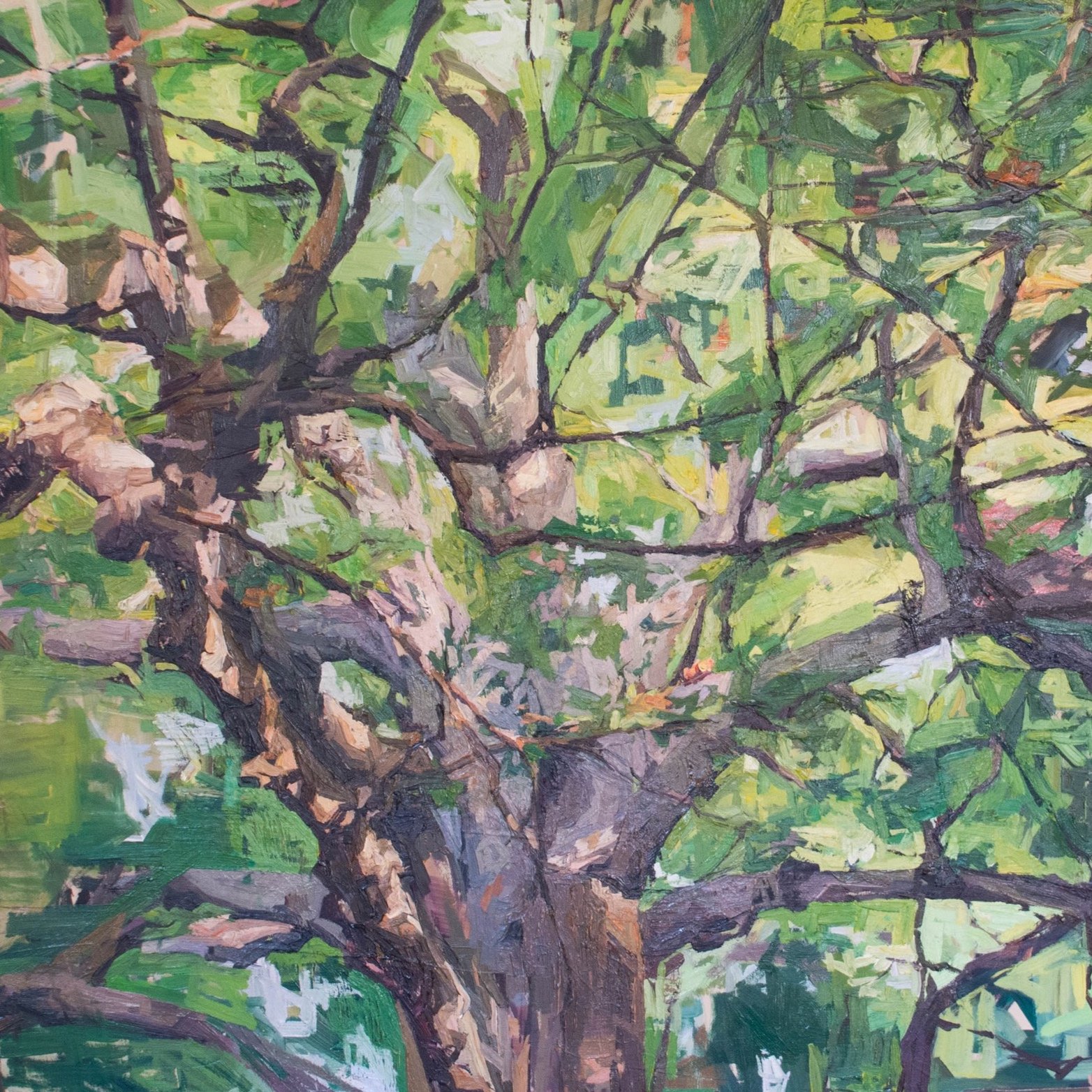 European Beech Tree