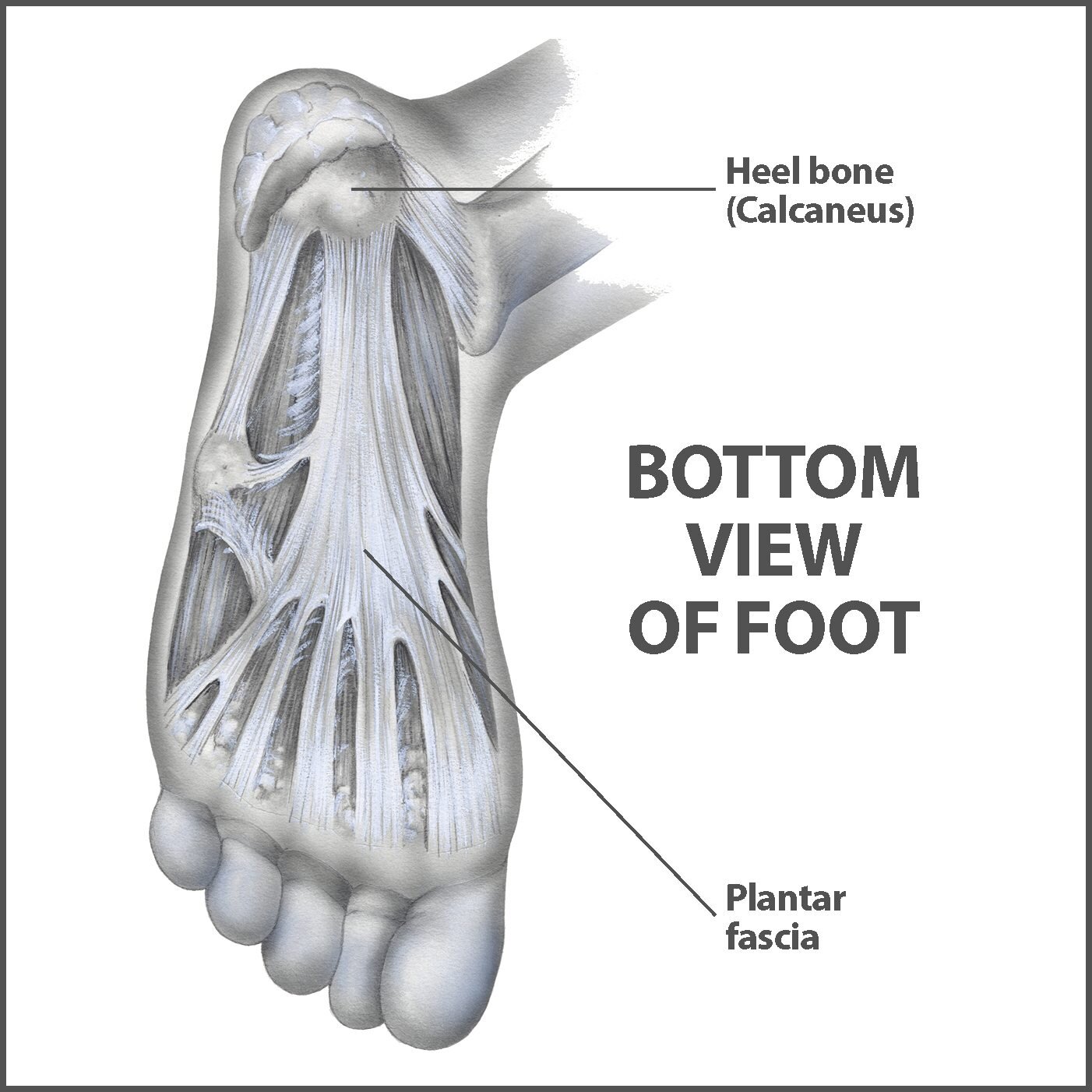 Foot Pain Chart - Find the Cause of Foot Pain with our Diagram