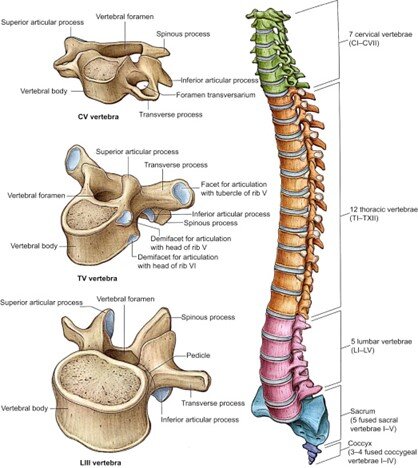Thoracic spine: Unlocking The Cranky Upper Back