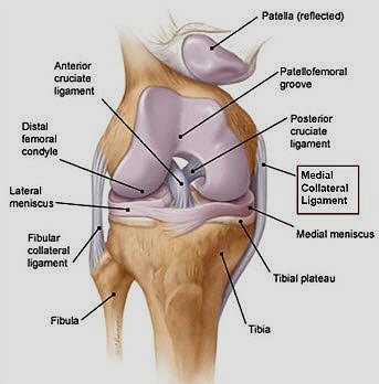 ACL (Anterior Cruciate Ligament) MCL (Medial Collateral Ligament