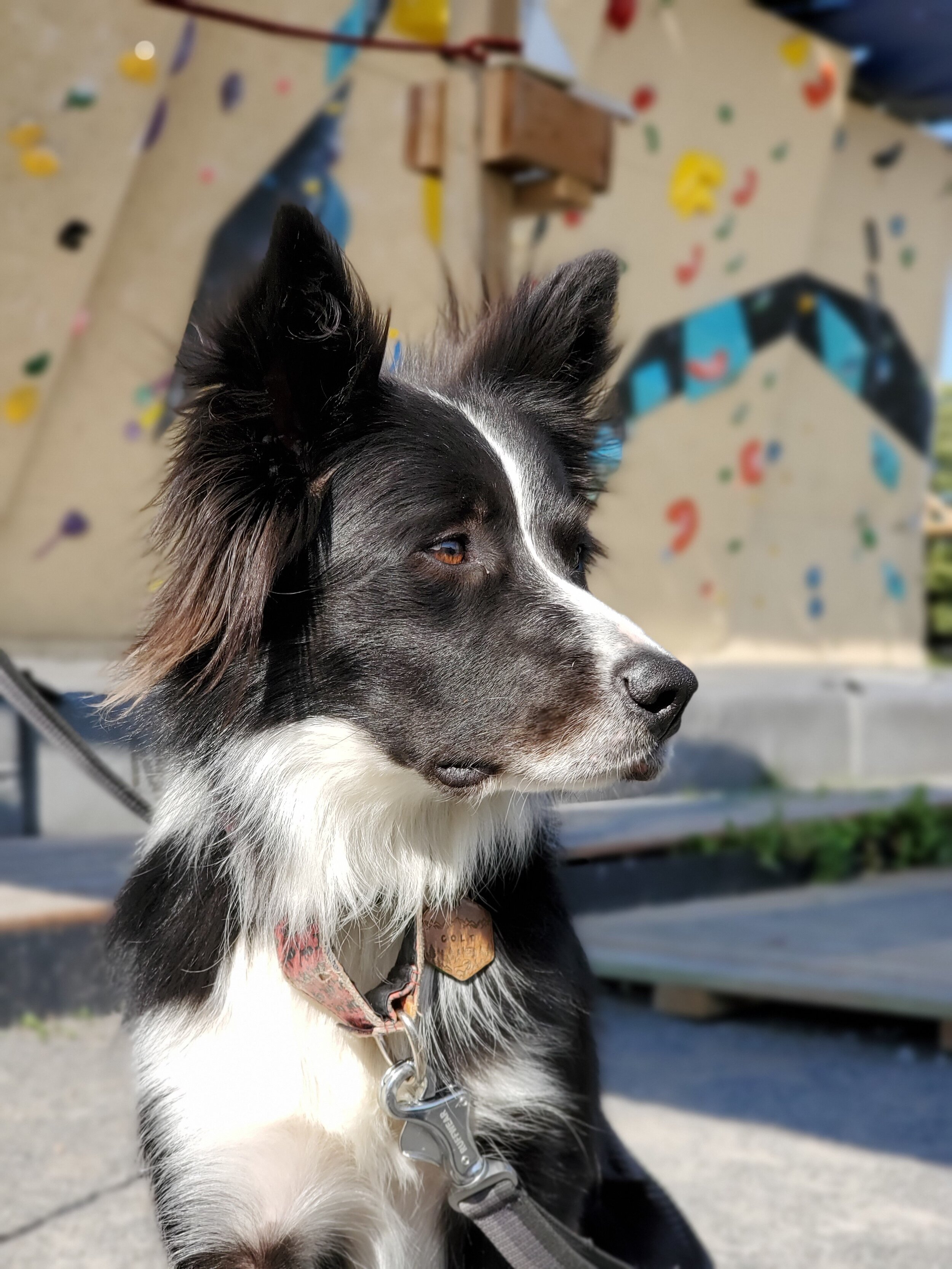 Un chien devant un mur d'escalade extérieur