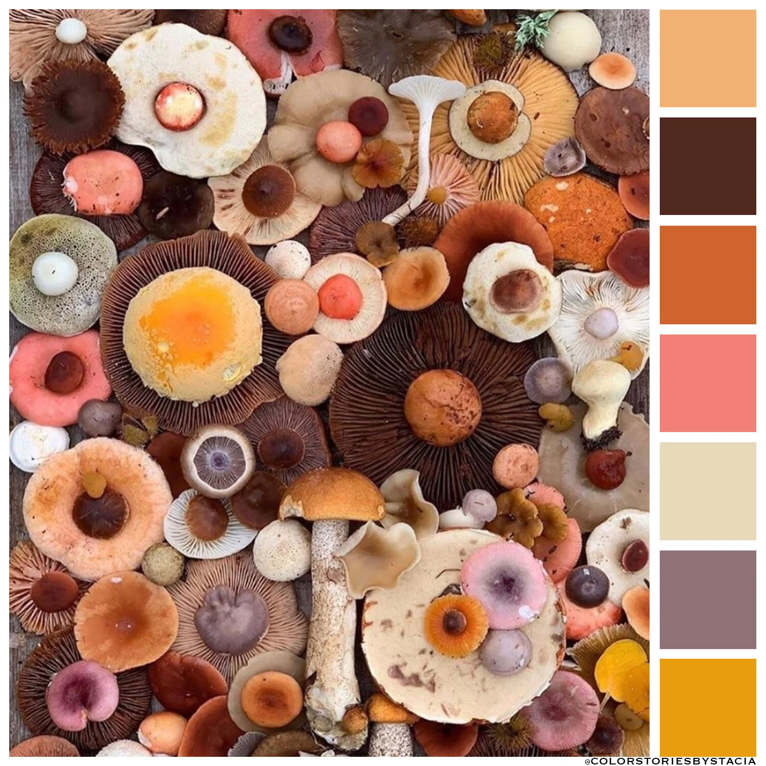 Mushroom Retro Palette