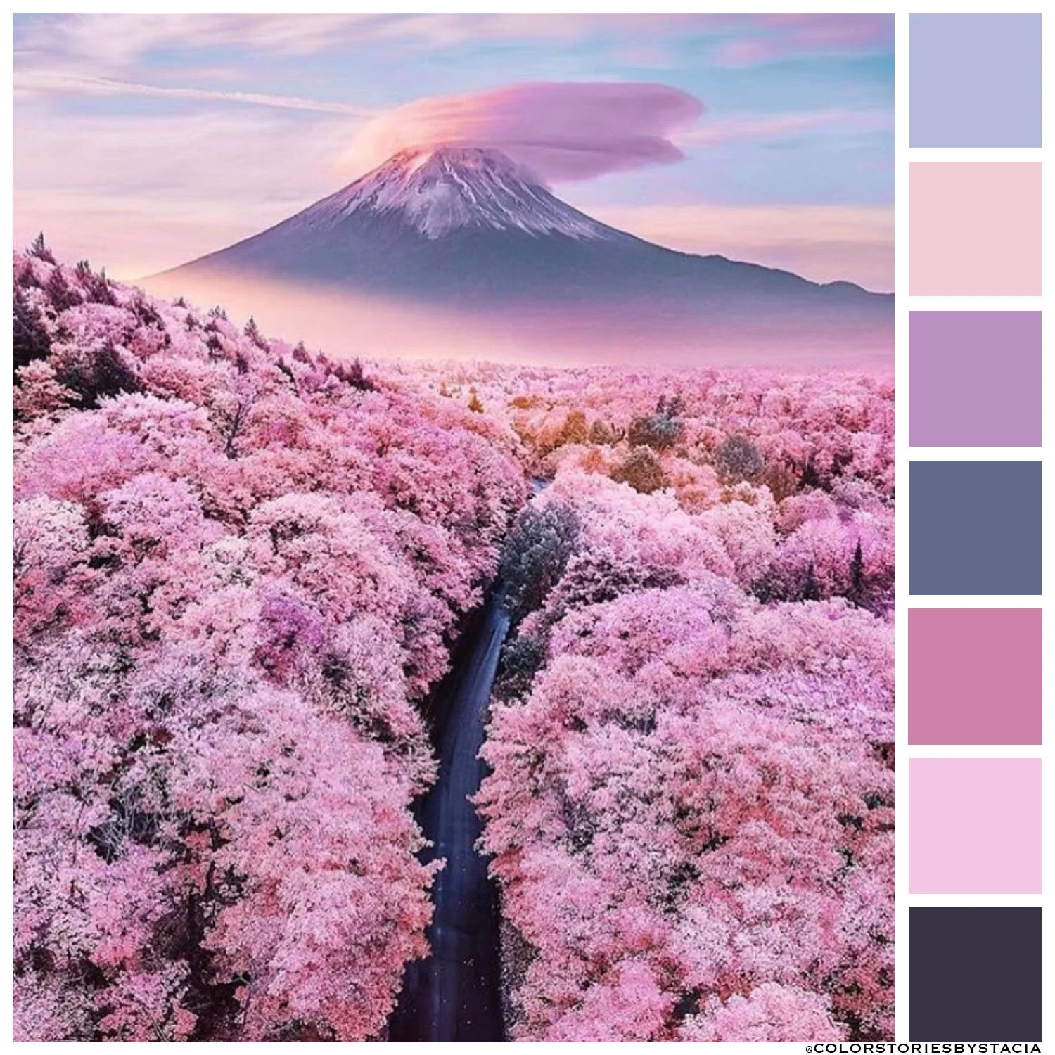 Cherry Blossom Beauty 