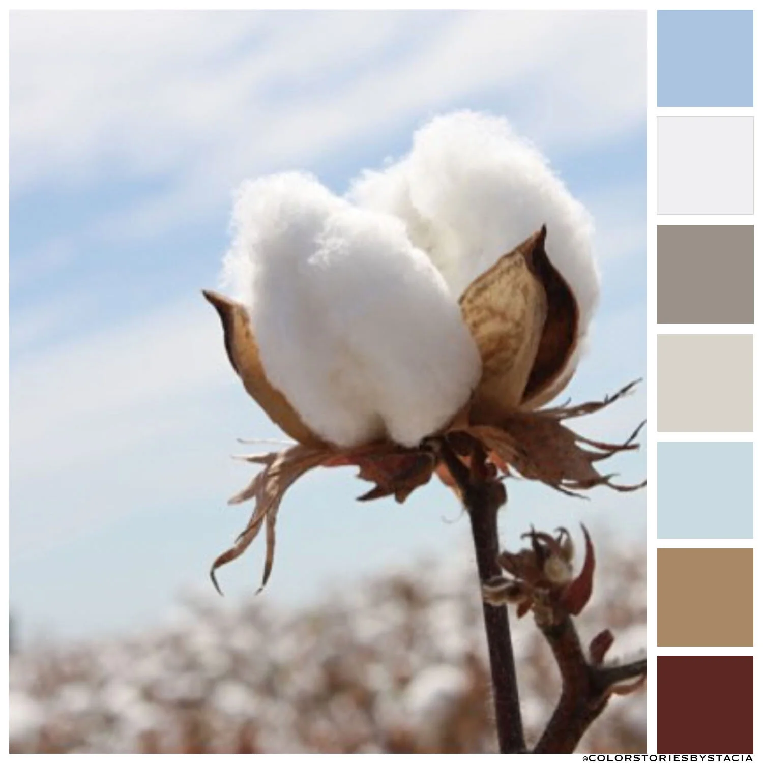 Cotton Controversy 