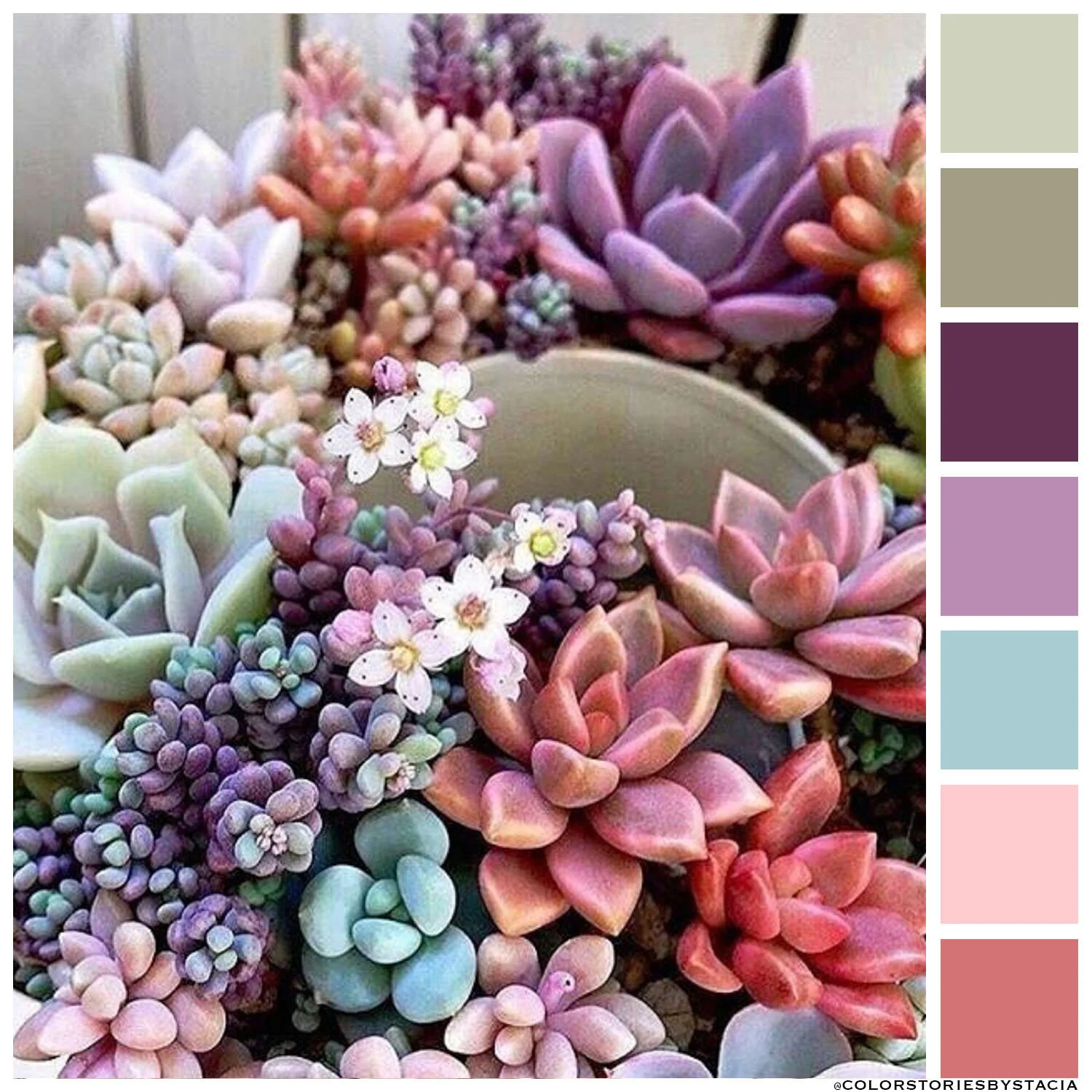 Soft Succulents