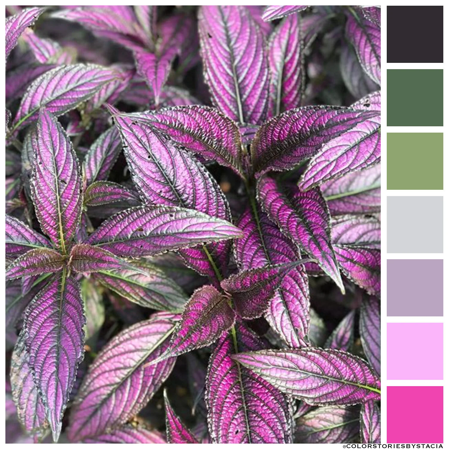 Persian Shield