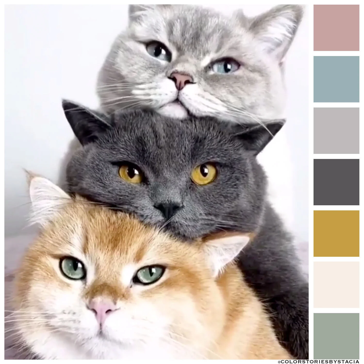 Colorful Cats 