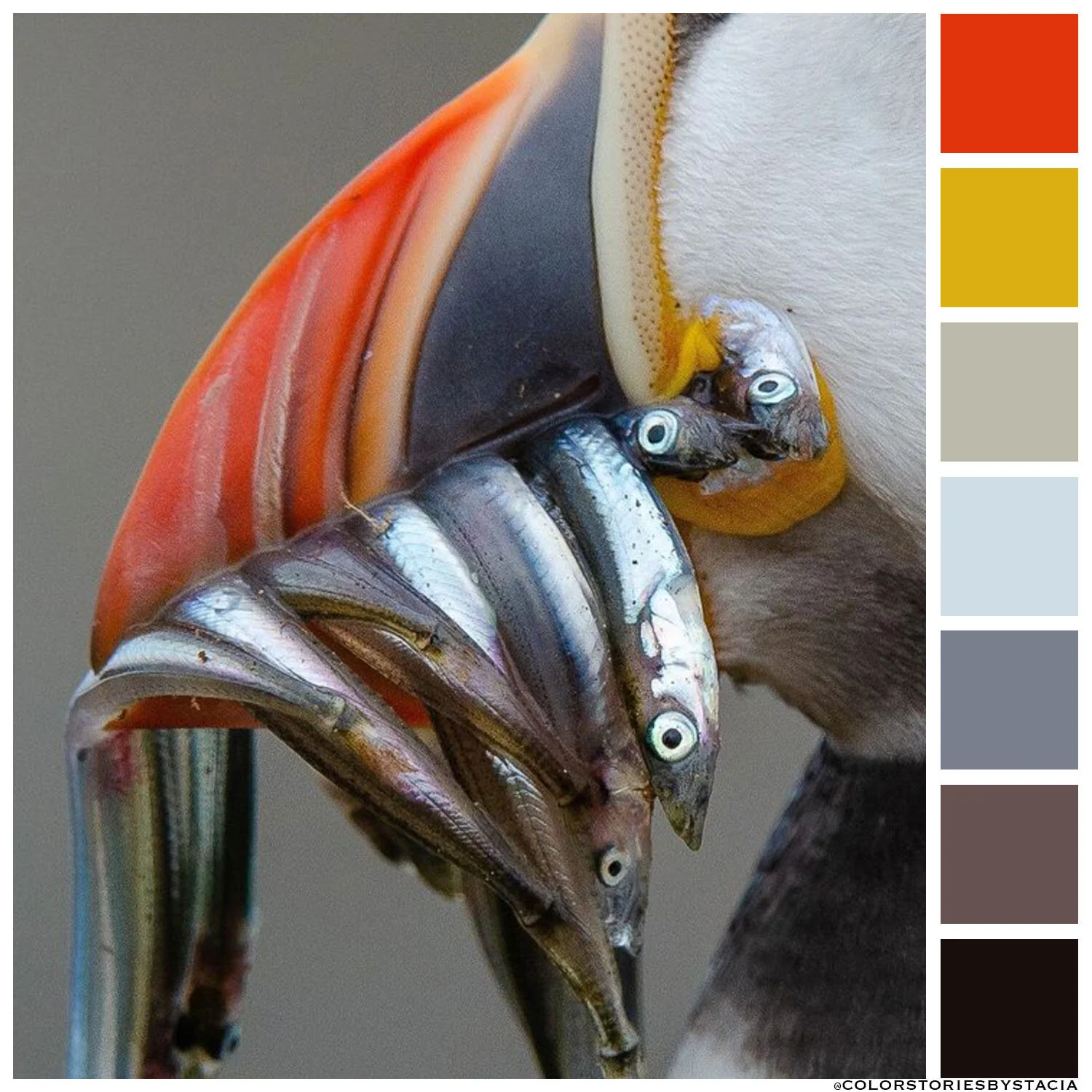 Hungry Puffin Palette