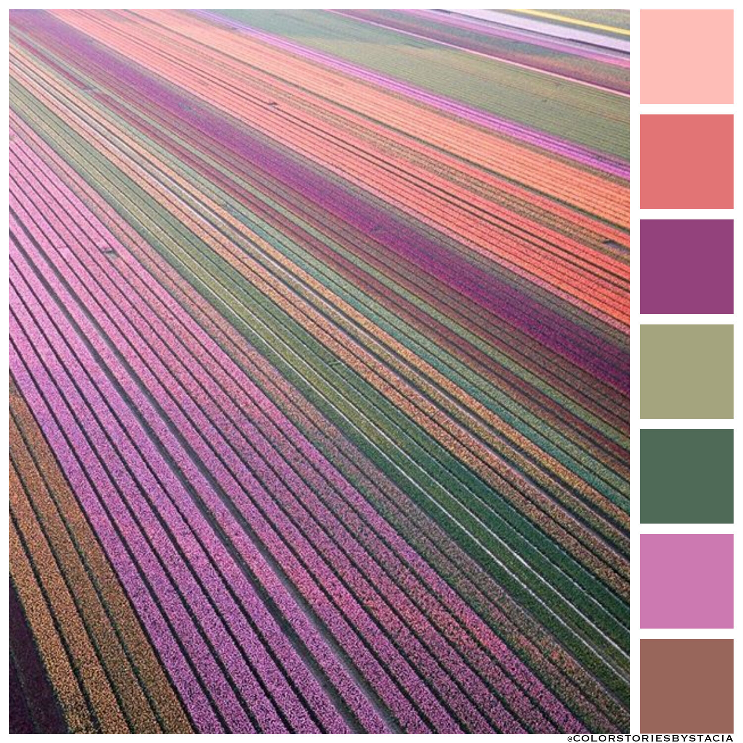 Tulip Fields