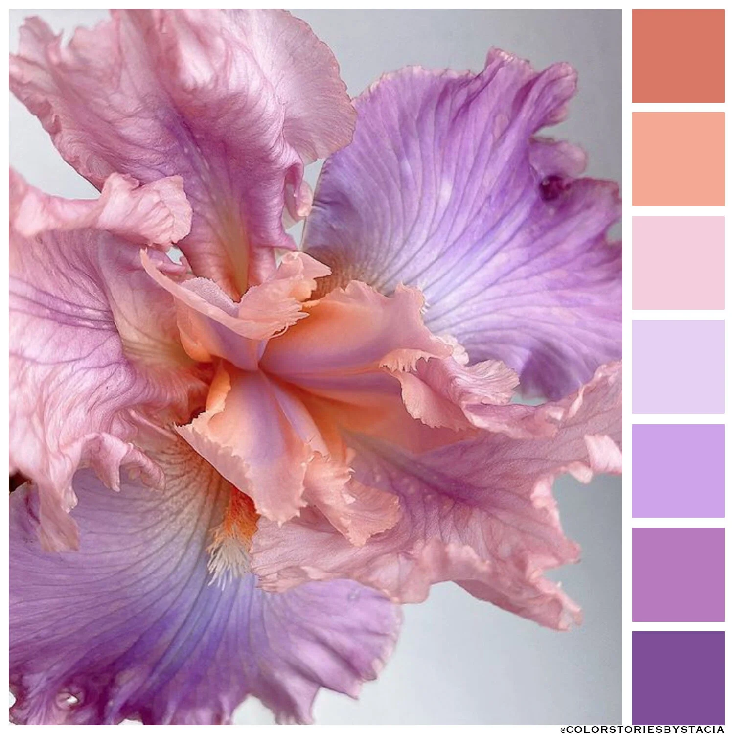 Electric Lilac + Iridescent Coral