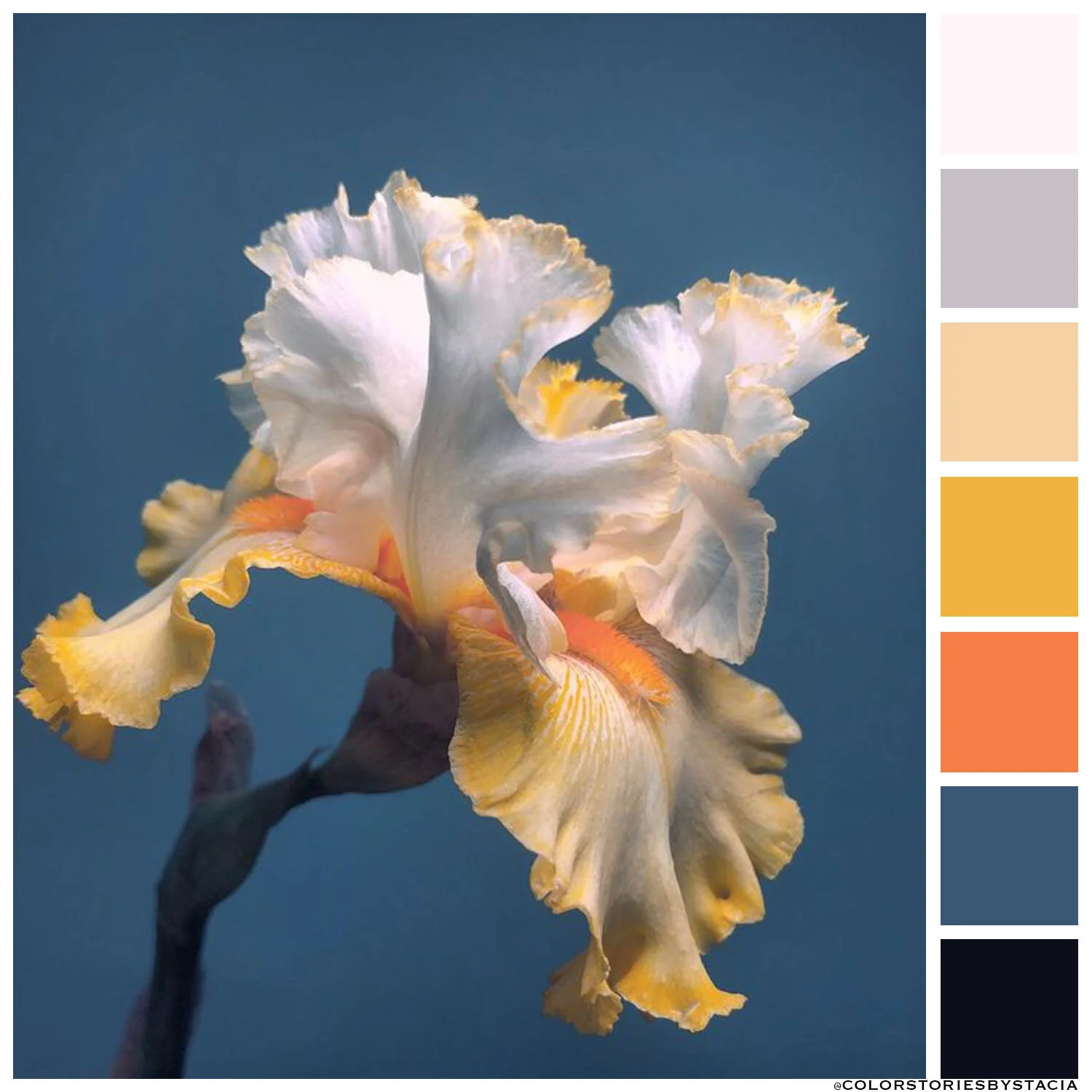 Bearded Iris